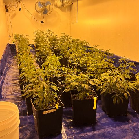 Proyecto 4.0 -Enchulada  growlog timeline photo