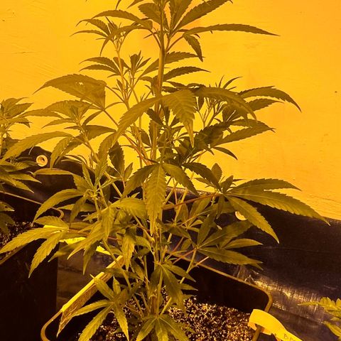 Proyecto 4.0 -Enchulada  growlog timeline photo