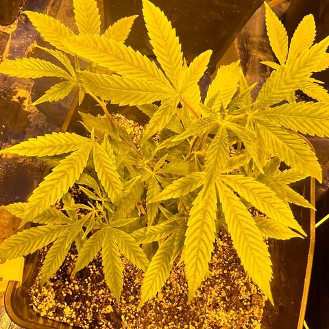 Proyecto 4.0 -Enchulada  growlog timeline photo