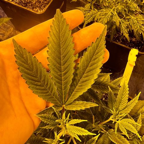 Proyecto 4.0 -Enchulada  growlog timeline photo