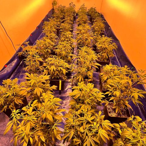 Proyecto 4.0 -Enchulada  growlog timeline photo