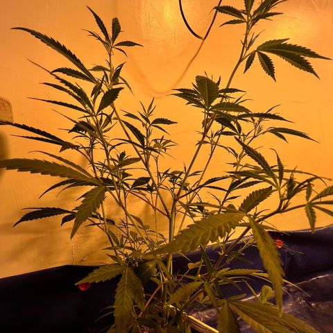 Proyecto 4.0 -Enchulada  growlog timeline photo