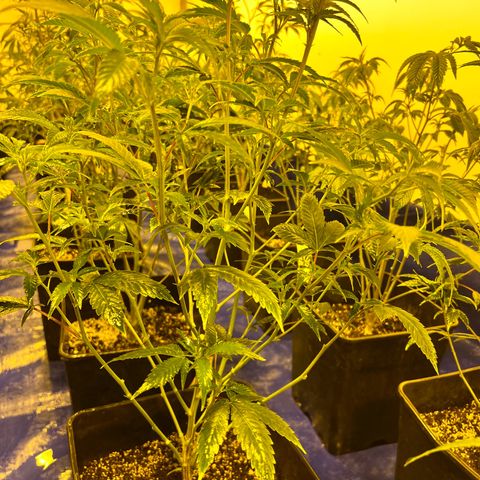 Proyecto 4.0 -Enchulada  growlog photo: Raleo 