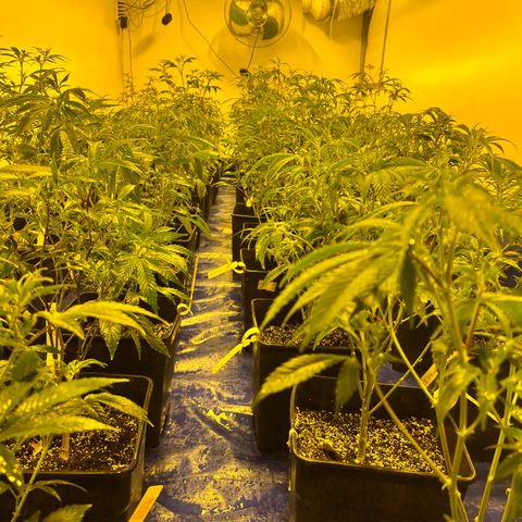 Proyecto 4.0 -Enchulada  growlog photo: Raleo 