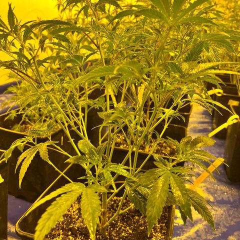 Proyecto 4.0 -Enchulada  growlog photo: Raleo 
