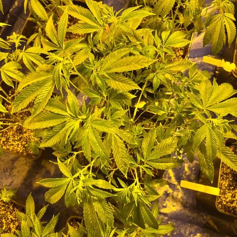 Proyecto 4.0 -Enchulada  growlog photo: Raleo 