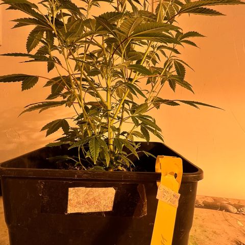Proyecto 4.0 -Enchulada  growlog photo: Raleo 