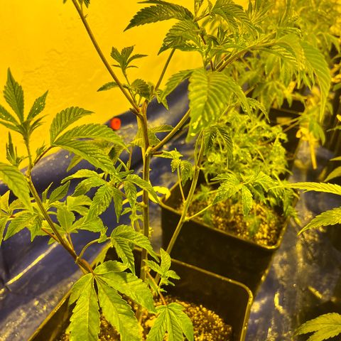 Proyecto 4.0 -Enchulada  growlog photo: Raleo 