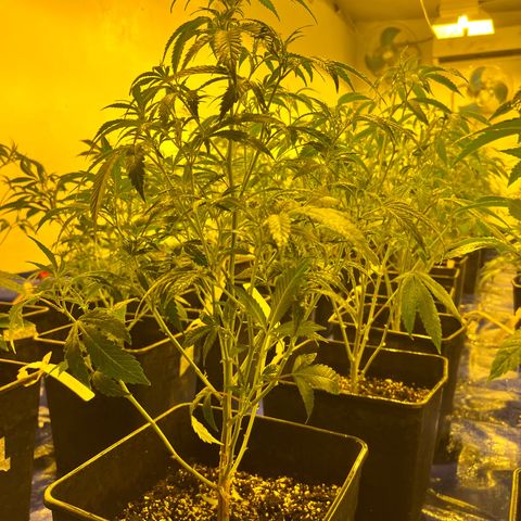 Proyecto 4.0 -Enchulada  growlog photo: Raleo 