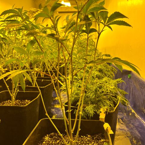 Proyecto 4.0 -Enchulada  growlog photo: Raleo 