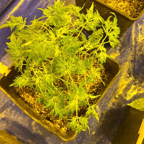 Proyecto 4.0 -Enchulada  growlog photo: Raleo 