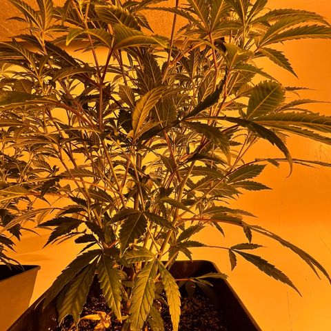 Proyecto 4.0 -Enchulada  growlog photo: Raleo 