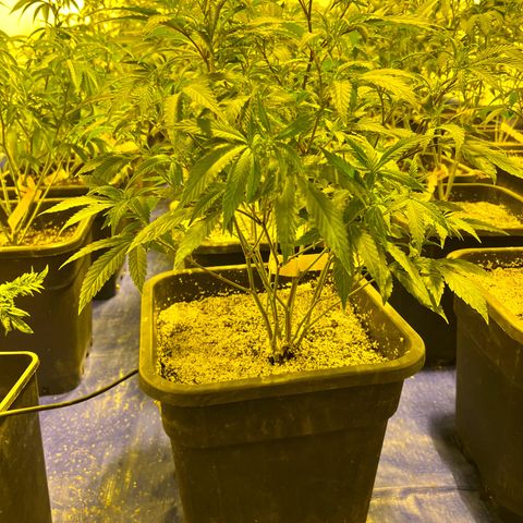 Proyecto 4.0 -Enchulada  growlog timeline photo