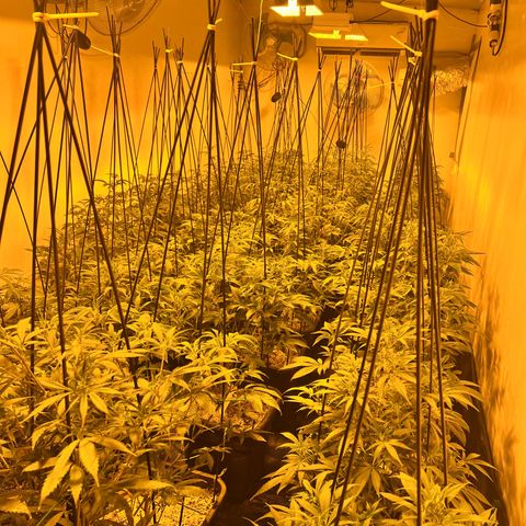 Proyecto 4.0 -Enchulada  growlog timeline photo