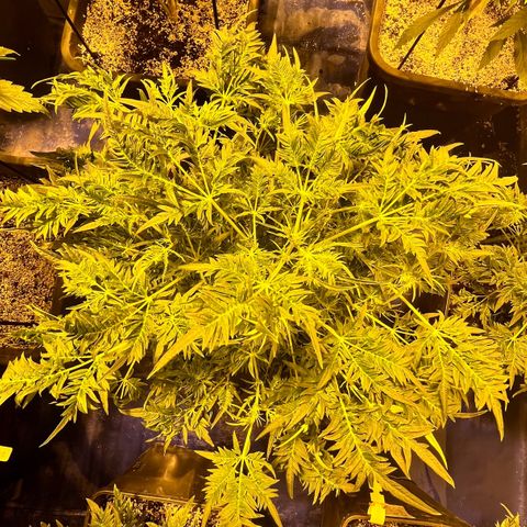 Proyecto 4.0 -Enchulada  growlog timeline photo