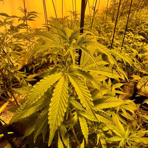 Proyecto 4.0 -Enchulada  growlog timeline photo