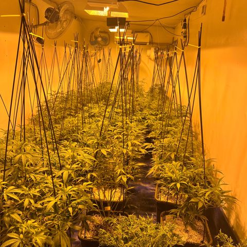 Proyecto 4.0 -Enchulada  growlog timeline photo