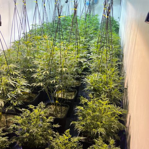 Proyecto 4.0 -Enchulada  growlog timeline photo