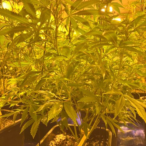 Proyecto 4.0 -Enchulada  growlog timeline photo