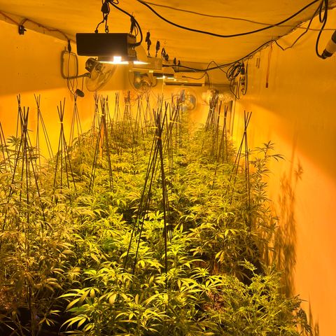 Proyecto 4.0 -Enchulada  growlog timeline photo