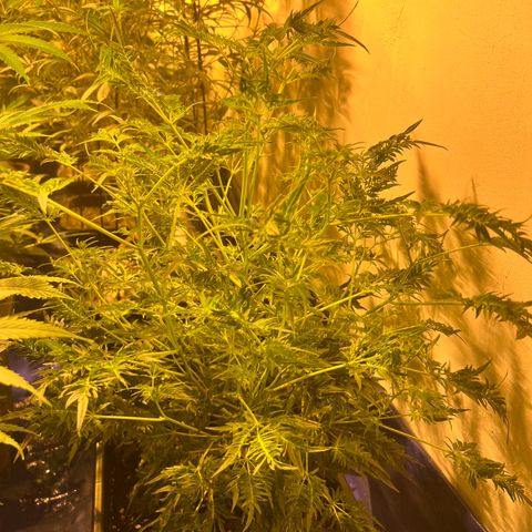 Proyecto 4.0 -Enchulada  growlog timeline photo