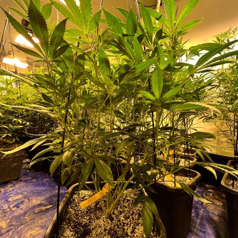 Proyecto 4.0 -Enchulada  growlog photo: Raleo 