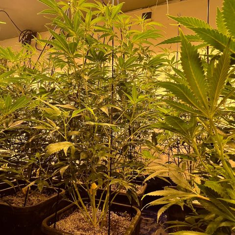 Proyecto 4.0 -Enchulada  growlog photo: Raleo 