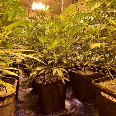 Proyecto 4.0 -Enchulada  growlog photo: Raleo 