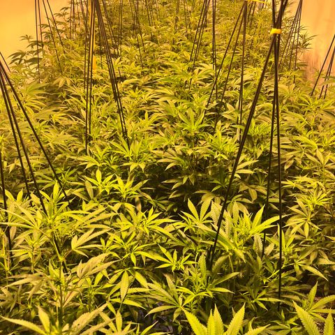 Proyecto 4.0 -Enchulada  growlog photo: Raleo 