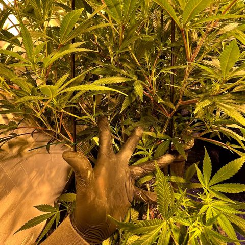 Proyecto 4.0 -Enchulada  growlog photo: Raleo 