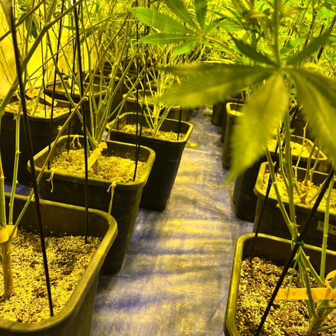 Proyecto 4.0 -Enchulada  growlog photo: Raleo 