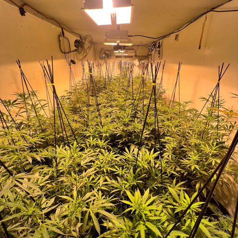 Proyecto 4.0 -Enchulada  growlog photo: Raleo 