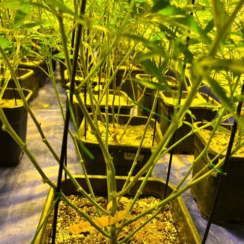 Proyecto 4.0 -Enchulada  growlog photo: Raleo 