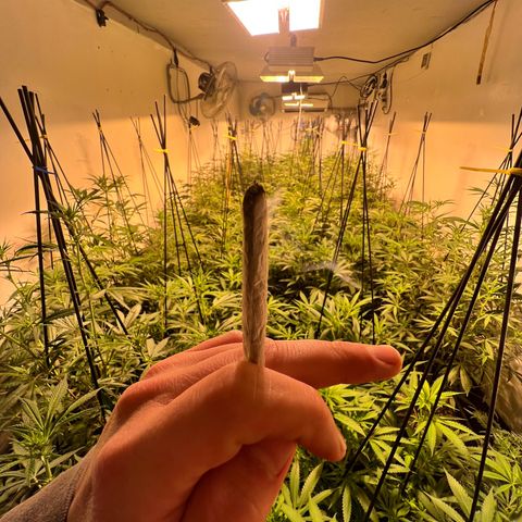 Proyecto 4.0 -Enchulada  growlog photo: Raleo 