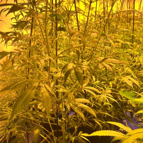 Proyecto 4.0 -Enchulada  growlog timeline photo