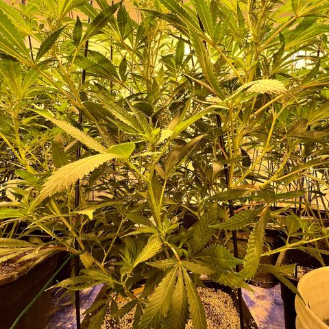 Proyecto 4.0 -Enchulada  growlog photo: Raleo 