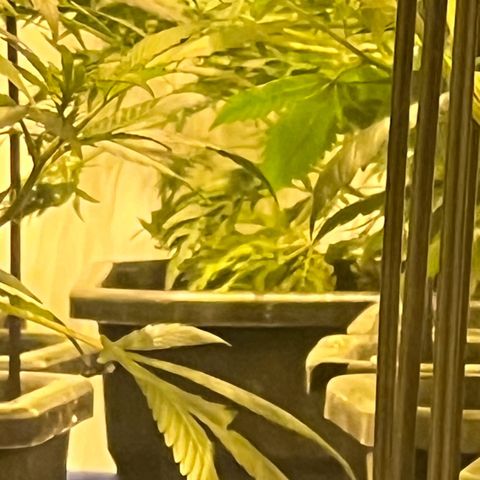 Proyecto 4.0 -Enchulada  growlog timeline photo