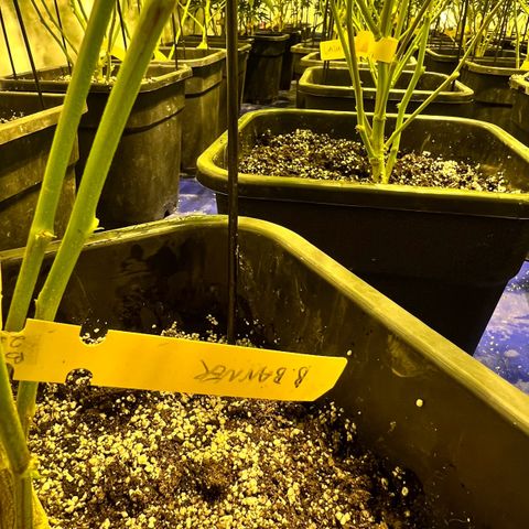 Proyecto 4.0 -Enchulada  growlog timeline photo