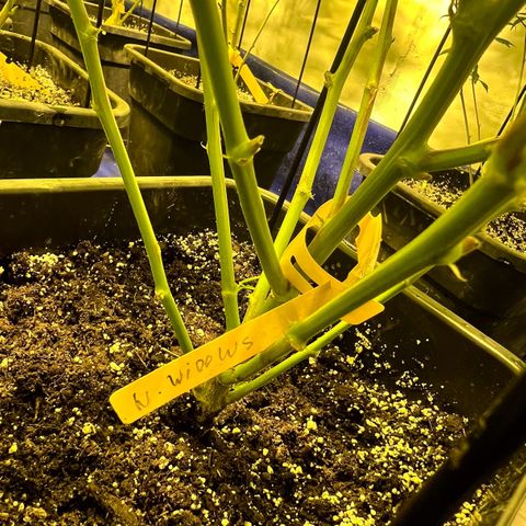 Proyecto 4.0 -Enchulada  growlog timeline photo