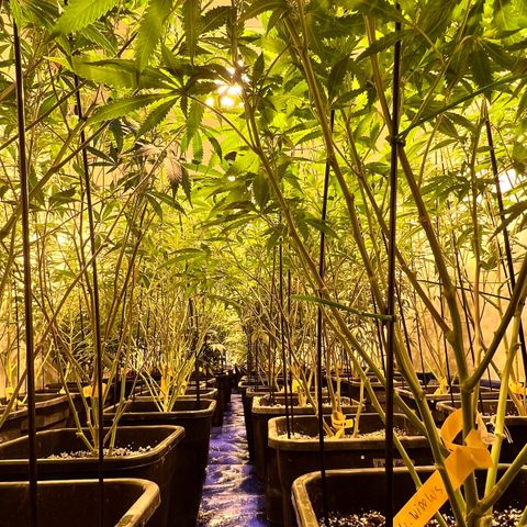 Proyecto 4.0 -Enchulada  growlog timeline photo