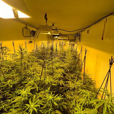 Proyecto 4.0 -Enchulada  growlog timeline photo