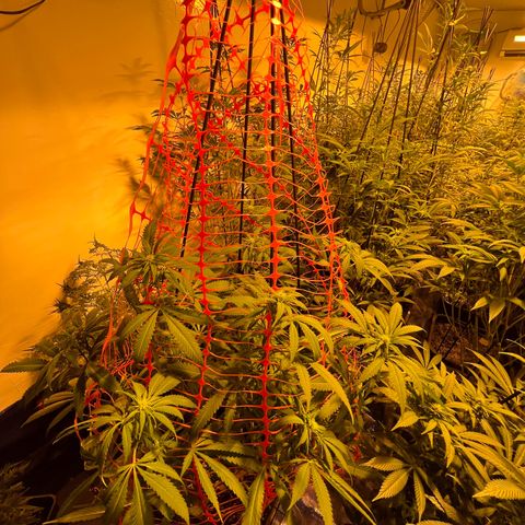 Proyecto 4.0 -Enchulada  growlog timeline photo
