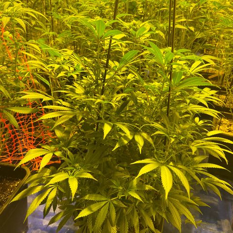 Proyecto 4.0 -Enchulada  growlog timeline photo
