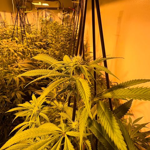 Proyecto 4.0 -Enchulada  growlog timeline photo