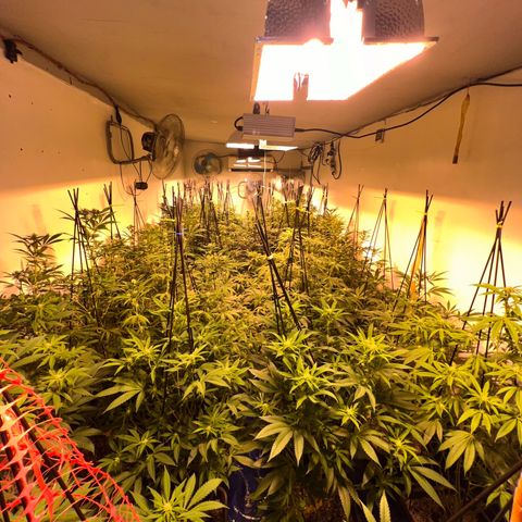 Proyecto 4.0 -Enchulada  growlog timeline photo