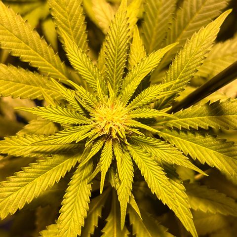 Proyecto 4.0 -Enchulada  growlog timeline photo