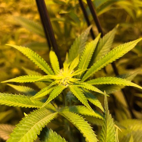 Proyecto 4.0 -Enchulada  growlog timeline photo