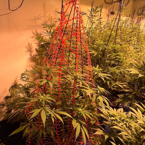 Proyecto 4.0 -Enchulada  growlog timeline photo