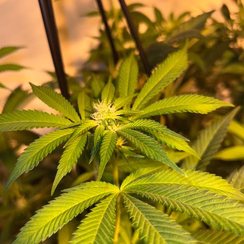 Proyecto 4.0 -Enchulada  growlog timeline photo