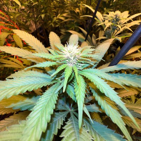 Proyecto 4.0 -Enchulada  growlog timeline photo